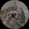 pugnation7071